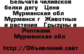 Бельчата чилийской белки дегу › Цена ­ 500 - Мурманская обл., Мурманск г. Животные и растения » Грызуны и Рептилии   . Мурманская обл.